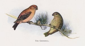 The Crossbill  by Alexander Francis Lydon
